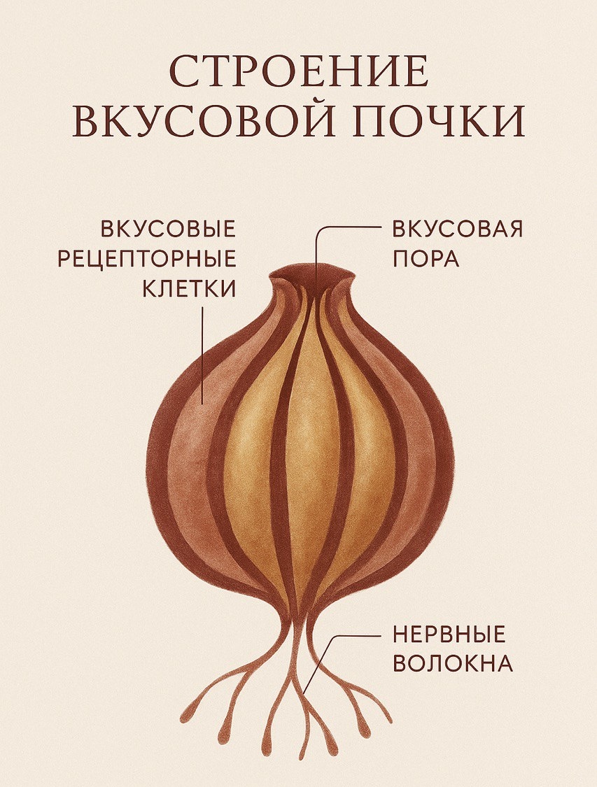 Строение вкусовой почки